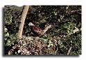 67-App0002bondre apivore immature